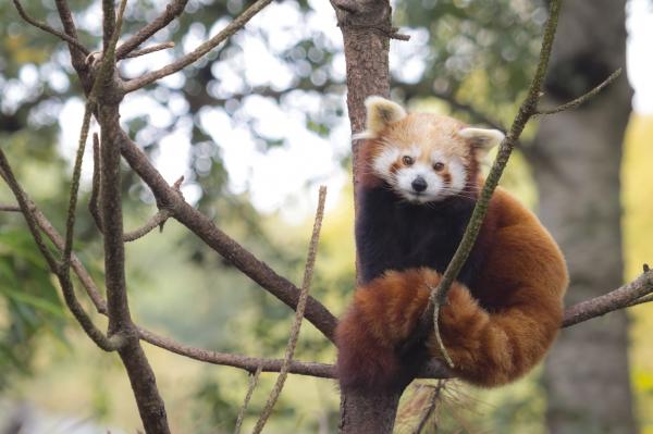 Исчезающие животные Индии - С фотографиями - Западная Красная Панда