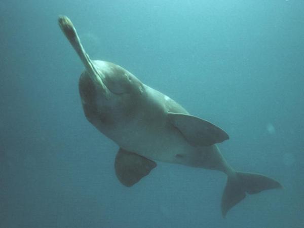 Исчезающие животные Индии - С картинками - Дельфин реки Ганг