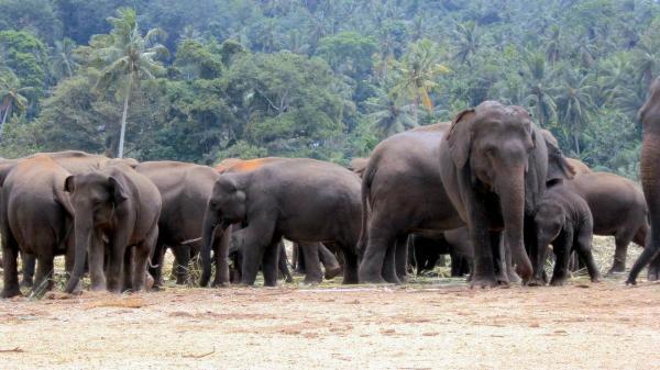 Исчезающие животные Индии - С фотографиями - Азиатские слоны