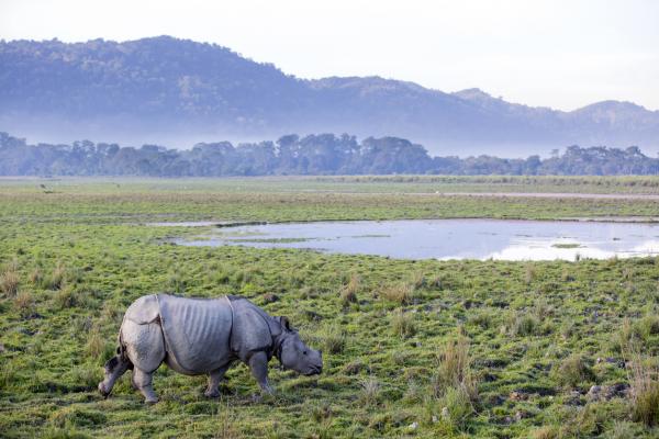 Исчезающие животные Индии - С фотографиями - Индийский носорог