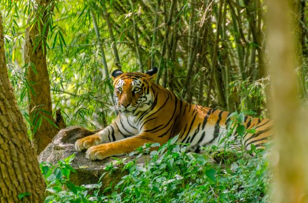 Вымирающие животные Индии - С фотографиями - Королевский бенгальский тигр