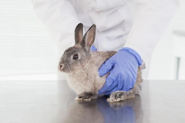 Запор кролика: симптомы запора кролика