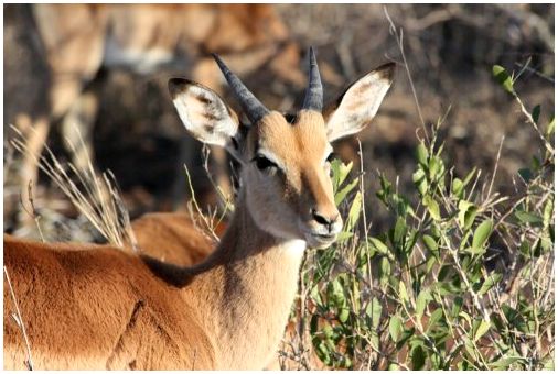 Impala