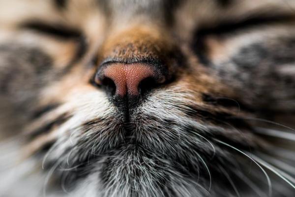 10 запахов, которые привлекают кошек