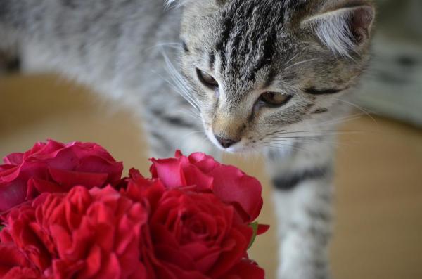 10 запахов, которые привлекают кошек: цветочные ароматы