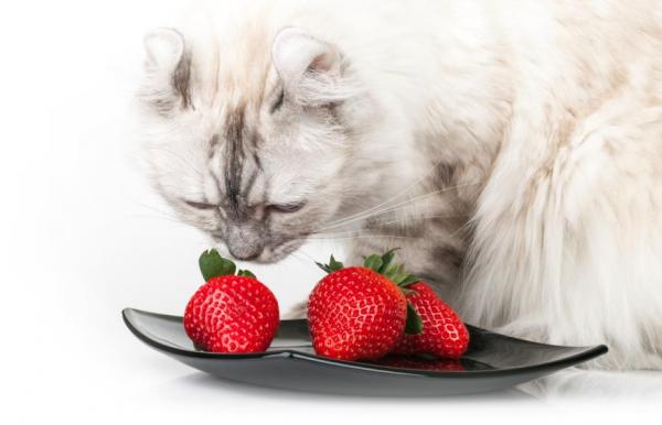 10 ароматов, которые привлекают кошек - фруктовые ароматы
