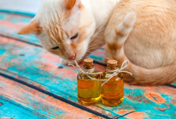 10 запахов, которые привлекают кошек - оливковый