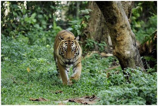 Малайский тигр гуляет в лесу