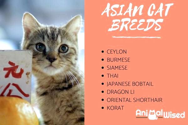 8 пород азиатских кошек