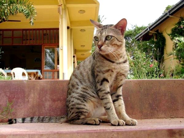 8 пород азиатских кошек - цейлонский кот