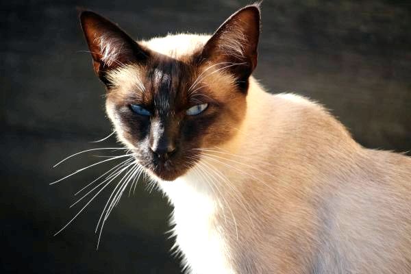 8 пород азиатских кошек - сиамская кошка