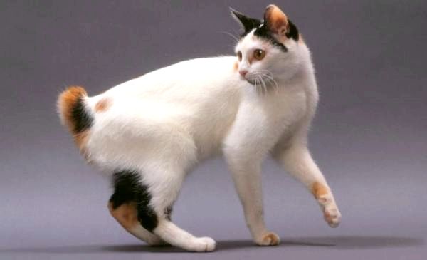 8 азиатских пород кошек - японский бобтейл