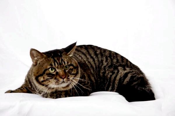 8 пород азиатских кошек - Дракон Ли Кот