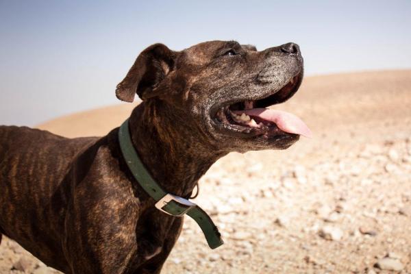 Арабские имена для собак - мужские и женские - арабские имена для крупных собак