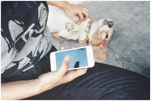 Собака на улице со своим хозяином со смартфоном в руке