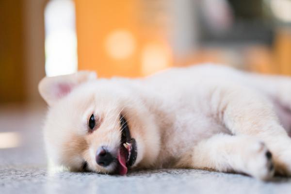 Giardia у собак: симптомы и лечение
