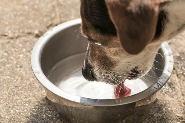 Хороша ли морская вода для кожи собак? - Собаки могут пить морскую воду?