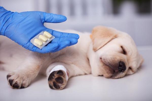 Ибупрофен для собак: дозировка и применение