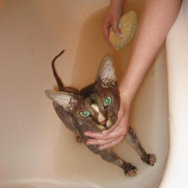 Это плохо купать кошек?