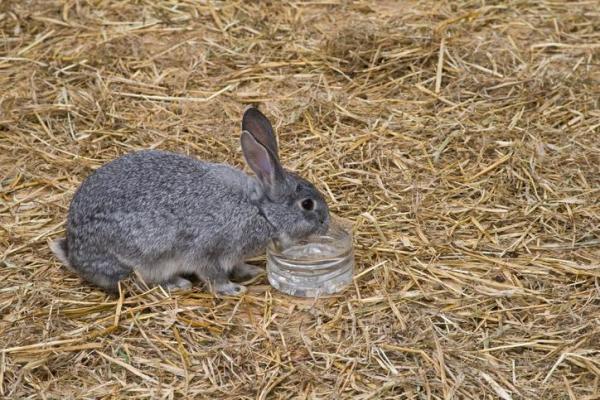 Кролики пьют воду? - Кролик не пьет из бутылки с водой