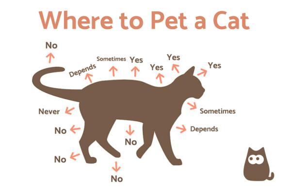 Лучшие места, где можно погладить кошку: как правильно погладить кошку: где можно погладить кошку