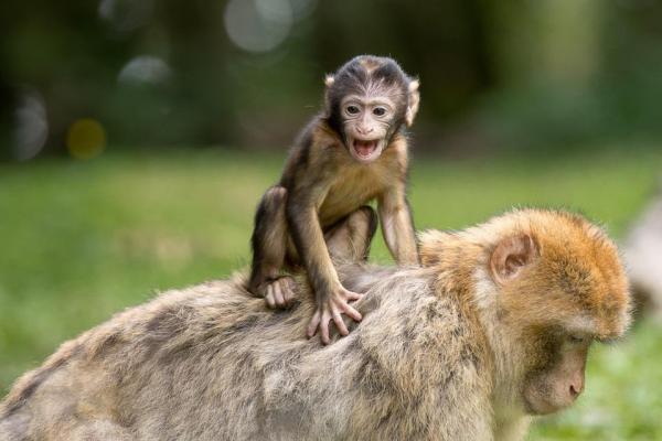 Можете ли вы иметь обезьяну в качестве домашнего животного? - Разведение обезьян в неволе и влияние на поведение.