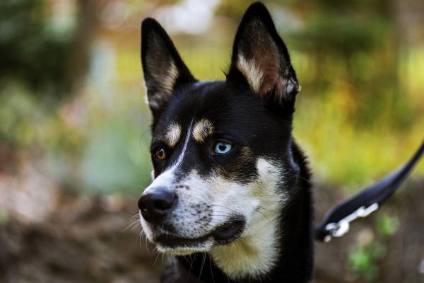 Насколько распространена гетерохромия у собак? - Гетерохромия влияет на всех собак?