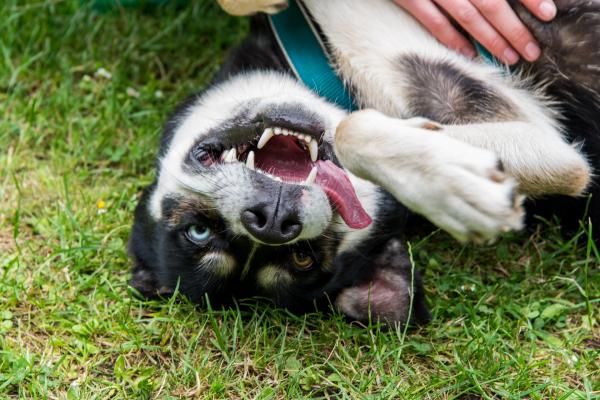 Насколько распространена гетерохромия у собак? - собаки с частичной гетерохромией.