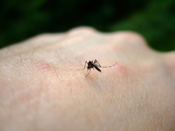 Натуральное средство от комаров для собак: как избежать укусов комаров