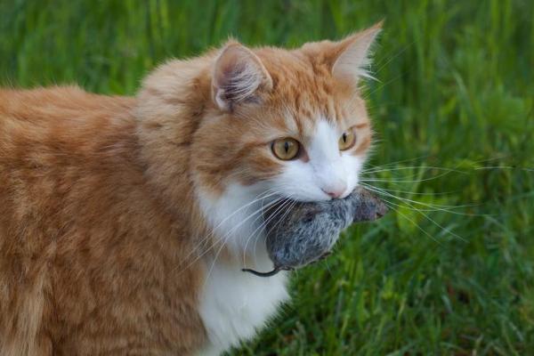 Охота на кошек: когда и как охотятся кошки: как охотятся кошки?