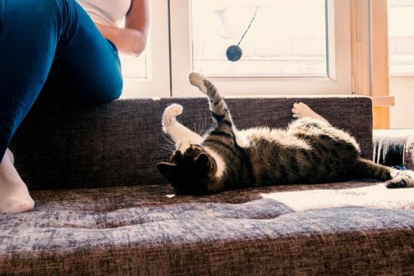 Охота на кошек: когда и как охотятся кошки: почему кошки приносят мышей домой?