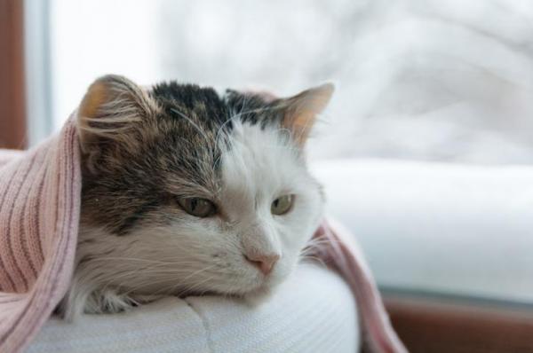 Ожидаемая продолжительность жизни кошки с лейкемией