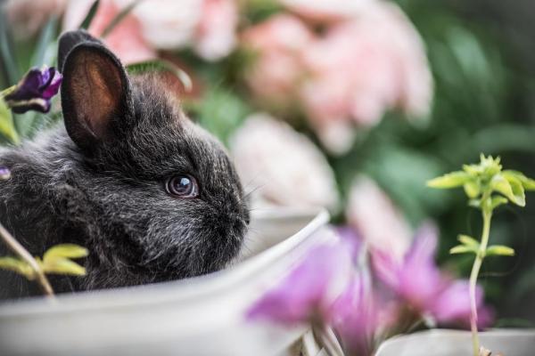 Признаки стресса у кроликов
