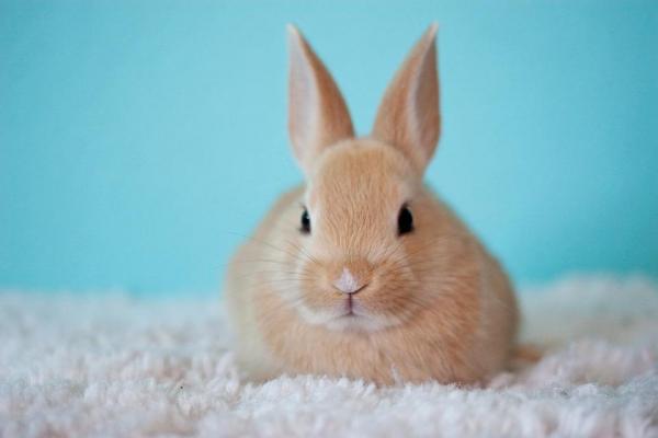 Признаки стресса у кроликов - поведение кроликов