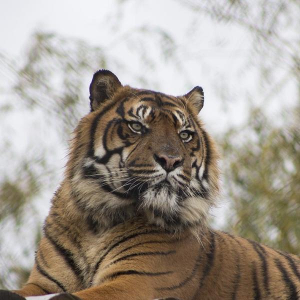 Различия между бенгальским тигром и сибирским тигром
