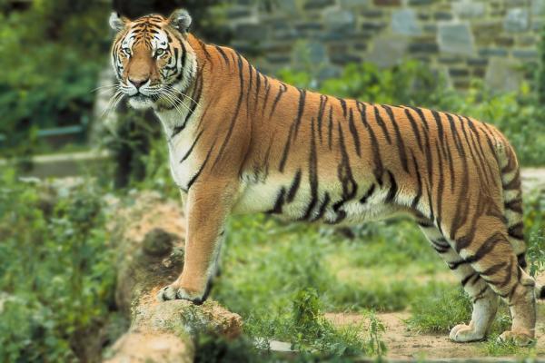 Различия между бенгальским тигром и сибирским тигром - различия между весом и размером