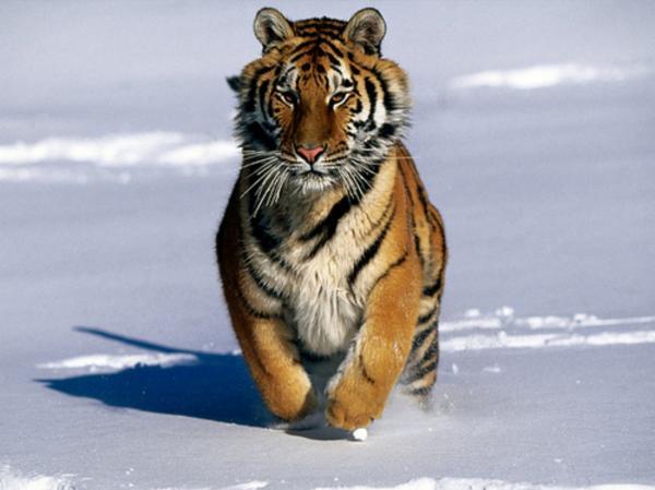 Различия между бенгальским тигром и сибирским тигром: различия в привычках