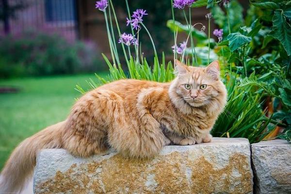 Разве плохо держать кошку дома? - Преимущества выпуска вашей кошки