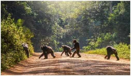 Группа приматов идет по широкой грязно-гравийной дорожке в лесу.