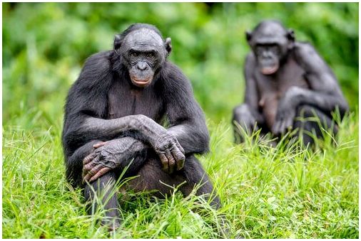Изображение показывает двух бонобо, сидящих в травянистом поле и смотрящих в камеру.