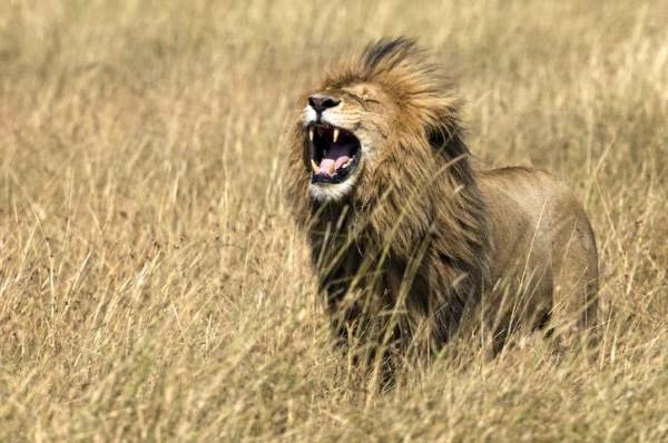 Сколько видов львов? - восточно-африканский лев