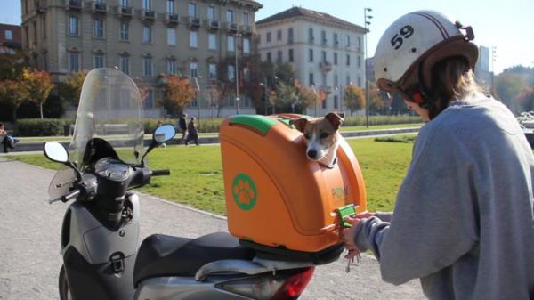 Собаки на мотоциклах: это безопасно? - как взять собаку на мотоцикле