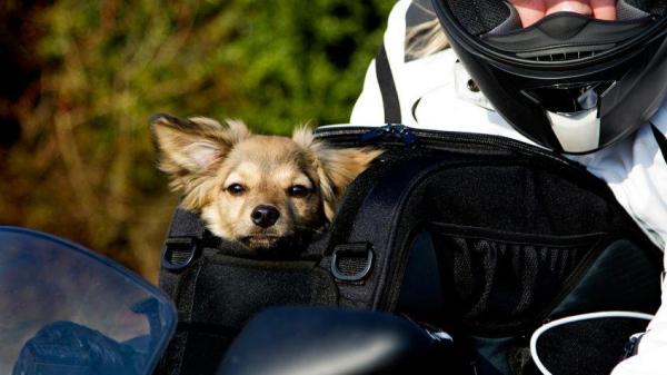 Собаки на мотоциклах: это безопасно? - Путешествие с собакой