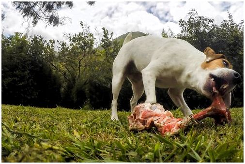 Сырое мясо полезно для собак?