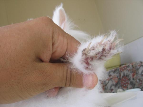 У моего кролика сухая кожа - клещи и кожные заболевания - что вызывает сухость кожи у кроликов?