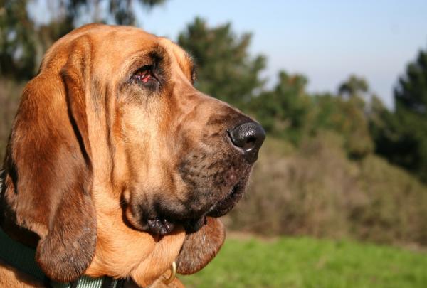 Уязвимые местные расы в Соединенном Королевстве: обновленный список - Bloodhound