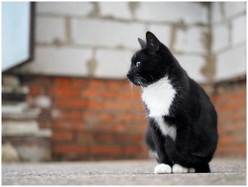 Черно-белый кот сидит перед стеной