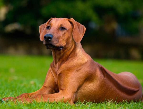 Клички зулусов для собак: почему вы должны выбирать кличку зулусов для своей собаки?