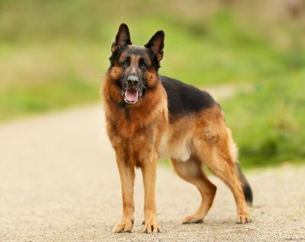 10 пород собак, склонных к ожирению - немецкая овчарка