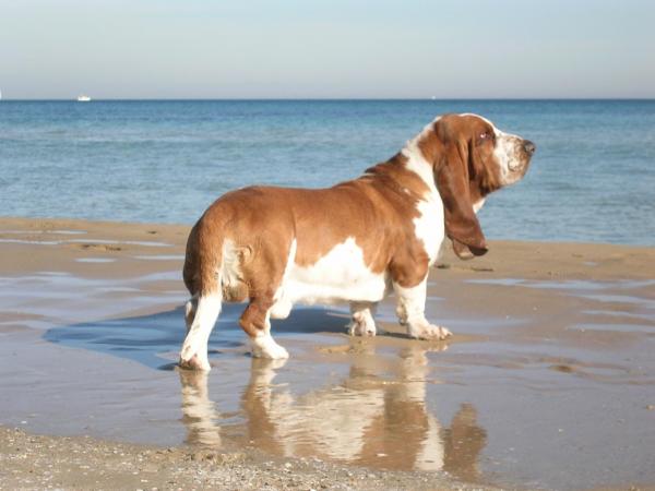 10 пород собак, склонных к ожирению - Бассет-хаунд